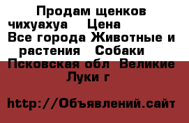 Продам щенков чихуахуа  › Цена ­ 10 000 - Все города Животные и растения » Собаки   . Псковская обл.,Великие Луки г.